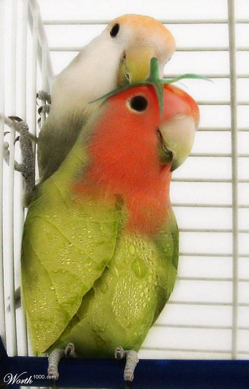 parakeet parakeet